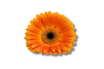 orange gerber daisy isolated on white.