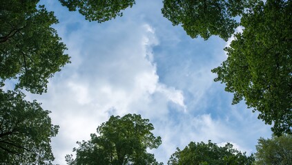 Tops of trees with blue sky and clouds, showcasing seasonal change
