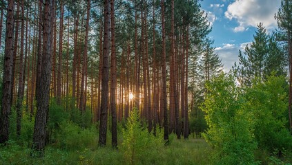 Fototapeta premium Pine forest with sunlight filtering through the trees, seasonal change