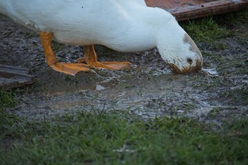 duck on an organic farm