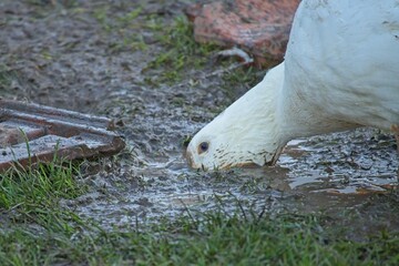 duck on an organic farm