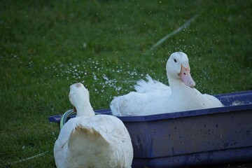 ducks on an organic farm