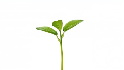Obraz premium Young soybean plant isolated on white background, fiber-dense choice