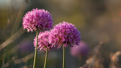 Fototapeta premium Pink and purple blooms of chives, vibrant garden addition, seasonal change