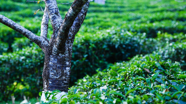 Ban Rak Thai, Mae Hong Son resort in green tea plantation on the hill and lake at  village, chinese style hotel and resort, famous tourist attractions is another landmark of North Thailand.