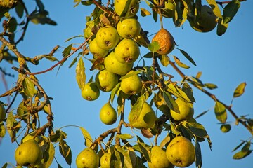 pears on a tree in autumn