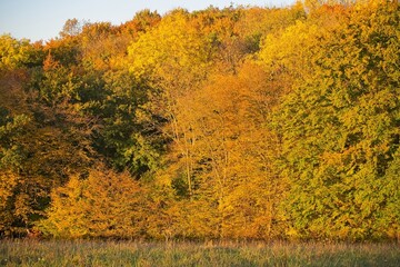 colorful autumns forest in thuringia