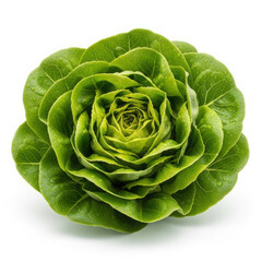 Fototapeta premium Fresh vibrant green butter lettuce head isolated on white healthy food ingredient