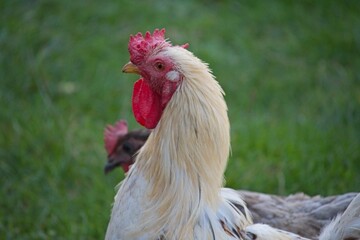 white rooster on an organic farm