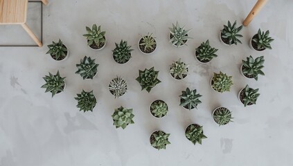 Modern arrangement of succulent plants on a concrete surface, design element for minimalistic decor