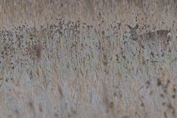 blurred picture of two deers in high grass in autumn