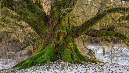 Fototapeta premium Tree enveloped in lush green moss, seasonal change,