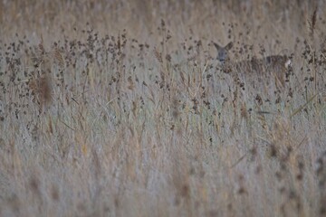 blurred picture of two deers in high grass in autumn