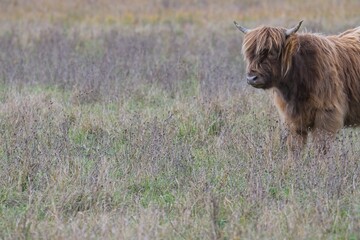 highland cattle in a pasture