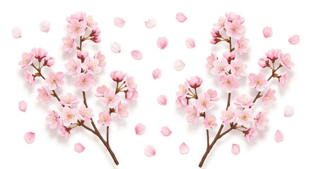 Beautiful realistic cherry blossoms set, rendered in a detailed flat 2D style, featuring delicate pink flowers, blooming branches, and gently scattered petals isolated on a clean white background.