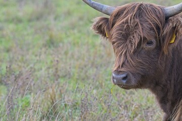 highland cattle in a pasture