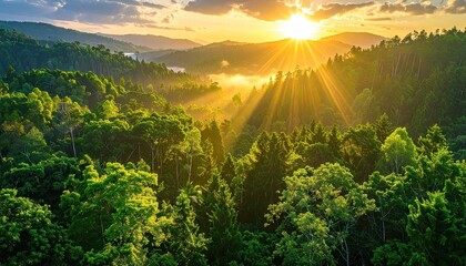 Golden Sunburst Illuminates Lush Green Forest Hills With Sun Rays Creating Dramatic Lighting and Mist In Valleys During Sunrise