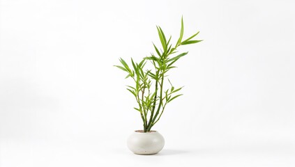 Fototapeta premium Bamboo plant in a container on a light backdrop, suitable for indoor decor