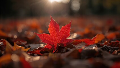 Red autumn maple leaf illuminated by sunlight, seasonal change