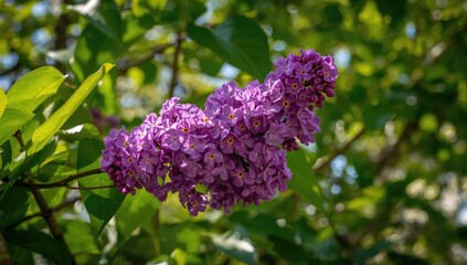 Obraz premium Purple lilac blossoms contrasted with lush green foliage, seasonal beauty, spring