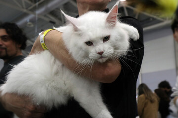Gatto Angora Turco
