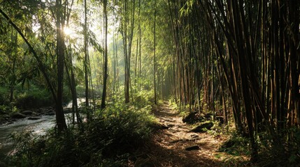 Fototapeta premium Sunlight path through bamboo forest
