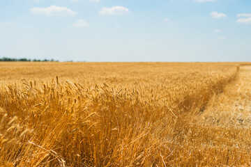 Bright golden wheat field stretching to the horizon, with a harvesting path and warm summer light. Natural, calm rural aesthetic.