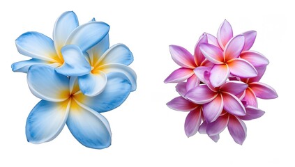 Close-up of blooming blue and pink plumeria flowers arranged on a white background, vibrant floral display