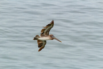 A Brown Pelican Soaring Over Water