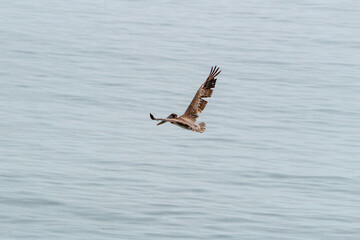 A Brown Pelican Soaring Over Water