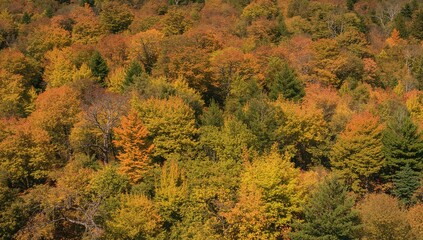 Fototapeta premium Nature's vibrant display of colorful trees showcasing a rich tapestry of hues, seasonal change