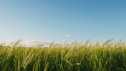 Obraz premium Lush green grass beneath a clear sky, evoking a sense of tranquility