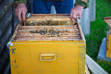 Beekeeper inspecting honeycomb frames inside a rustic yellow hive. Bees on wax cells, authentic rural beekeeping captured in natural light.