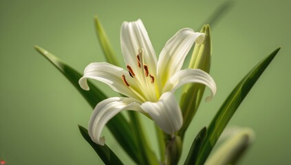 Fototapeta premium Springtime Awakening, seasonal change