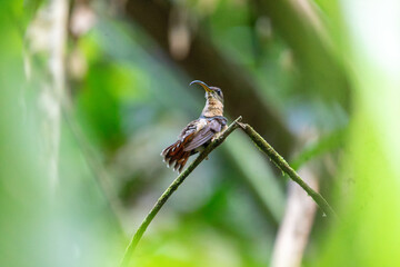 A rufous breasted hermit (Glaucis hirsutus) hummingbird perched on a twig at the Main Ridge Rainforest Reserve