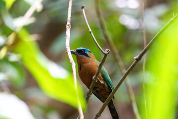 Trinidad motmot perched on a branch in the Main Ridge Rainforest Reserve, Tobago