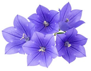 A cluster of vibrant blue-purple flowers with intricate petal details on a black background
