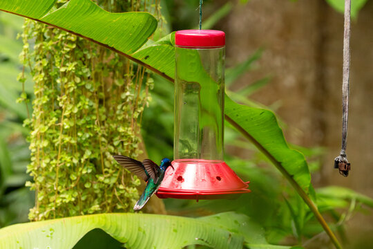 White-necked jacobin hummingbird hovering at a feeder in tropical garden