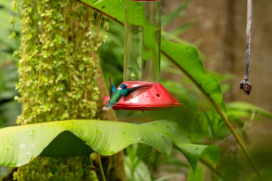 White-necked jacobin hummingbird hovering at a feeder in tropical garden