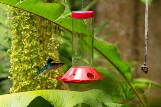 White-necked jacobin hummingbird hovering at a feeder in tropical garden