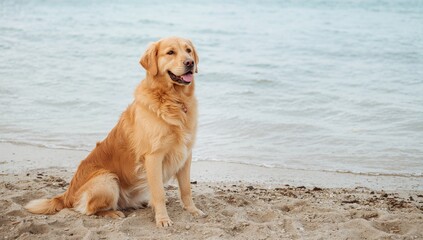 Golden Retriever Playing on the Sandy Beach, Theme of Joyful Outdoor Activity