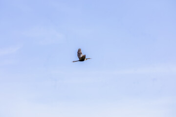 Anhinga bird in flight on a clear sky