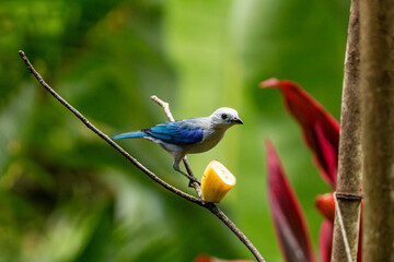 Obraz premium Blue-Gray Tanager Feeding on Fruit in a Tropical Garden