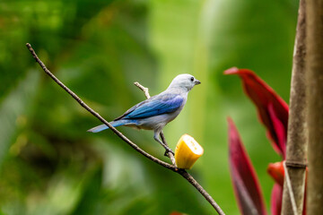 Blue-gray tanager perched on a branch with fruit in a lush tropical garden at Adventure Nature Farm, Tobago