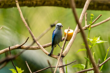 Blue-Gray Tanager Feeding on Fruit in a Tropical Garden