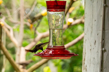 Hummingbird feeding at a nectar feeder in a lush tropical garden