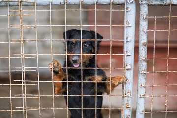 A shelter dog standing behind a rusty cage, looking out with a tender, hopeful expression....