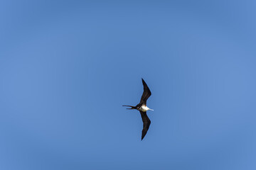 Majestic Frigatebird in flight against a clear sky
