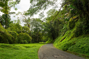 Fototapeta premium Winding Road Through Main Ridge Rainforest Reserve, Tobago