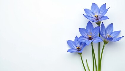 Close up photo of a few periwinkle blue flowers against clean white background. Blossoms have delicate petals and yellow stamens. Beautiful floral spring composition on backdrop.